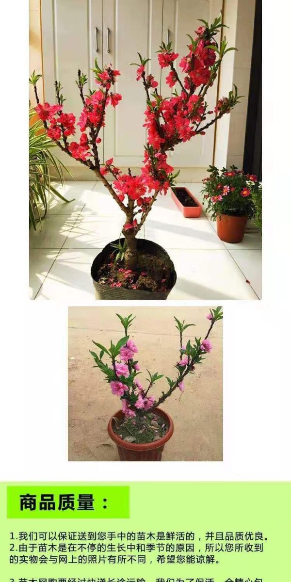 桃花怎么养殖方法