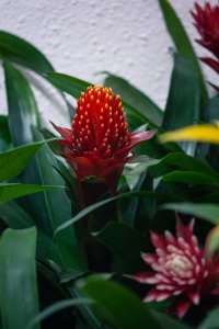 水塔花怎么养殖方法 养殖水塔花的方法
种植水塔花的技巧