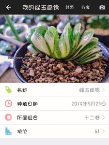 绿玉扇怎么养长的好 绿玉扇养护技巧分享