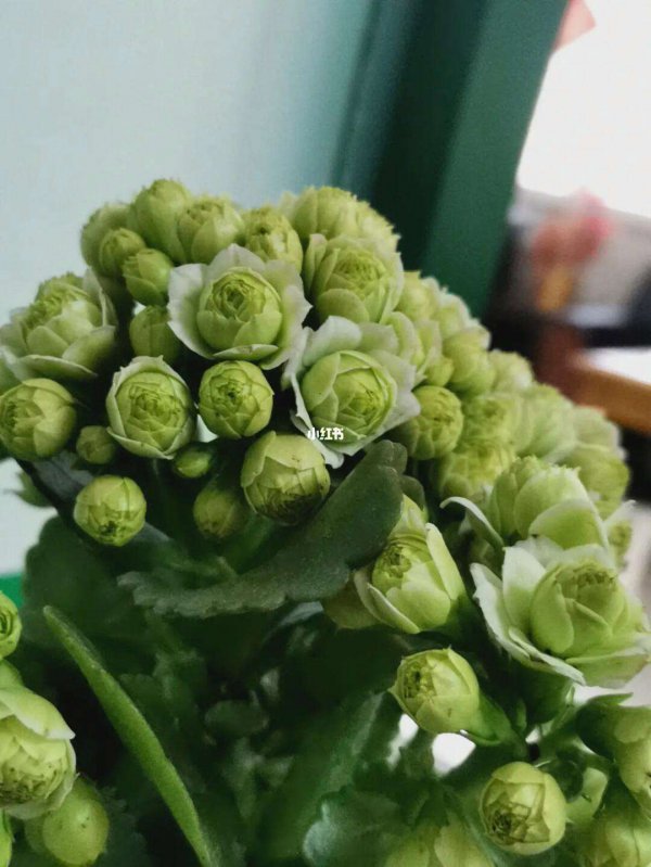 绿巴黎长寿花怎么养长的好