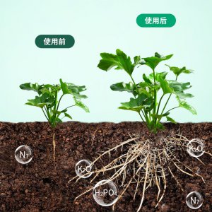 生根粉可以浇菜吗 生根粉可否用来施肥菜园？