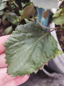 紫苏怎么养殖能爆盆 如何种植紫苏才能让它茁壮成盆？