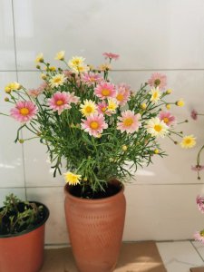 玛格丽特花怎么养殖方法 玛格丽特花的种植技巧