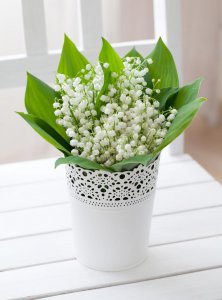 铃兰用什么盆栽好 什么种类的花盆适合种植铃兰？