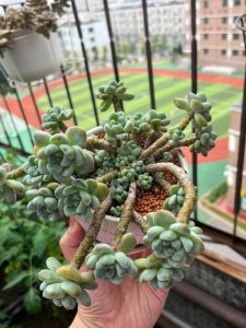多肉劳尔怎么养长好看 如何培养多肉植物使其长得更漂亮