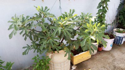 无花果用什么盆栽好 无花果适合什么样的盆栽？