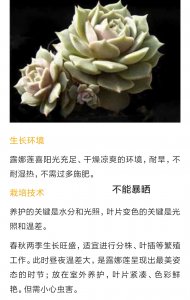 露西娜多肉怎么养长的好 露西娜多肉如何养护才能长得好？