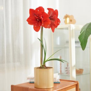 朱顶红盆栽用什么盆栽好 选择适合朱顶红盆栽的花盆