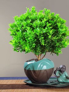 米兰用什么盆栽好 什么种类的盆栽适合在米兰种植？