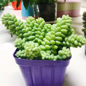 多肉新玉缀怎么养长的好 如何有效地种植多肉新玉缀？
