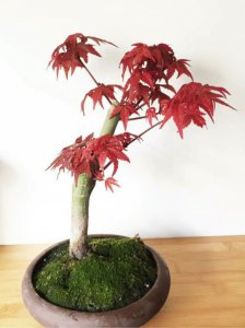 枫树盆景用什么盆栽好 枫树盆景适合种植什么品种盆栽？
