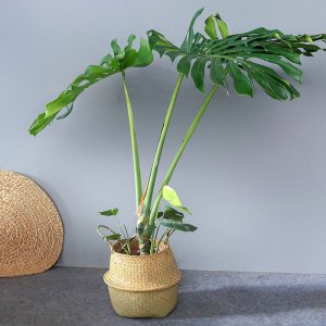龟背竹用什么盆栽好 什么种类的盆栽适合种植龟背竹？