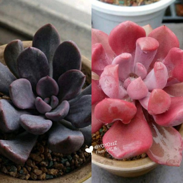 多肉丘比特怎么养出状态