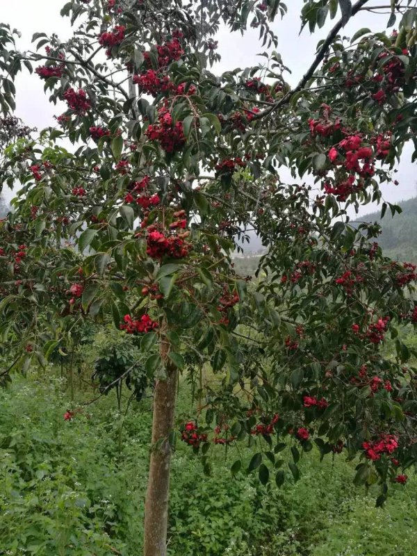 山红豆怎么养长的好