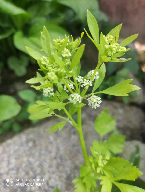 芹菜花怎么养长的好