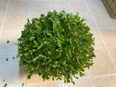 花多多可以浇菜吗 花多多适合用来浇菜吗？