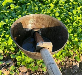 化粪池的水可以浇菜吗 厕所水能不能用来浇菜？