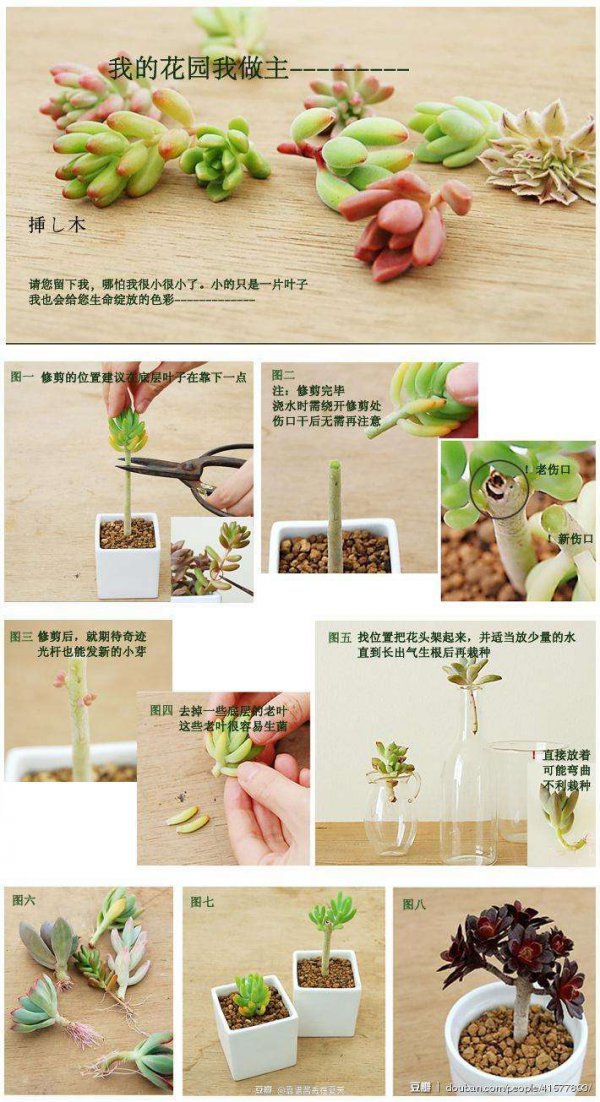 小仙人掌怎么养才能长好