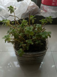 碰碰香怎么养长的好 如何有效地养护碰碰香以促使其长势良好