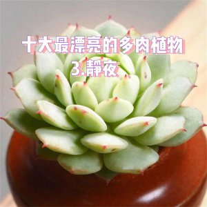多肉静夜怎么养出状态 如何养护多肉植物保持健康状态