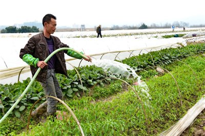农村自来水可以浇菜吗 农村自来水可用于灌溉吗？