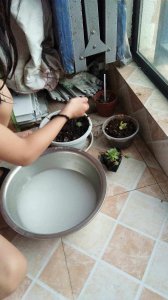 淘米水可以浇菜吗 可以用淘米水浇花吗？