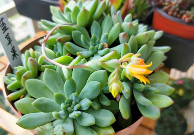 玉露花怎么养护长得快 如何快速养护玉露花让其茁壮生长
