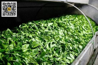 发酵茶水可以浇菜吗 可以用发酵茶水来浇菜吗？