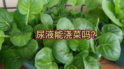 尿可以浇菜吗 尿液可否用来浇水种菜？