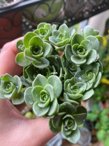 山地玫瑰怎么养长的好 山地玫瑰的种植技巧