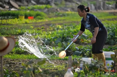 生活污水可以浇菜吗 生活污水可当作植物肥料使用吗？