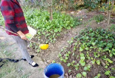 过期奶粉可以浇菜吗 过期奶粉适合作为植物肥料吗？