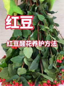相思豆怎么养护 如何正确养护相思豆？