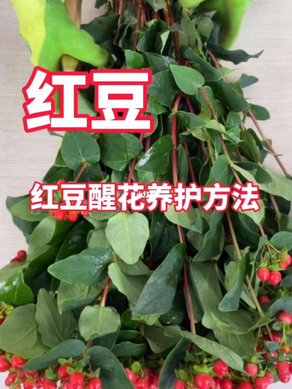 相思豆怎么养护