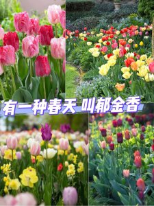 家里养郁金香风水好吗 在家里养郁金香会带来好风水吗？