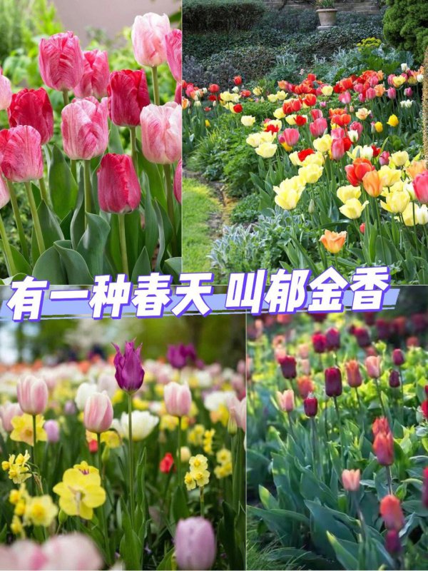 家里养郁金香风水好吗