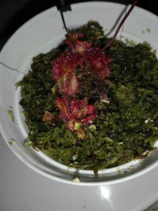 勺叶茅膏菜怎么养出露珠 如何让勺叶茅膏菜产生露珠？