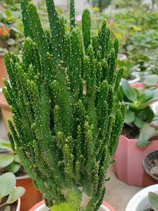 招财手怎么养殖方法 养殖招财手的方法
种植招财手的技巧