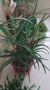 龙爪菊怎么养殖方法 养殖龙爪菊的方法
种植龙爪菊的技巧