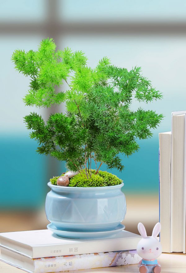 蓬菜松怎么养长的好