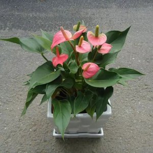鹤顶红花怎么养殖方法 鹤顶红花种植技巧