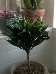 太阳神怎么养及养殖方法 太阳神的饲养和繁殖技巧