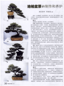 柏树怎么养及养殖方法 柏树的种植和养护技巧