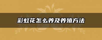 彩虹花怎么养及养殖方法 彩虹花的种植和养护技巧