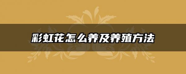彩虹花怎么养及养殖方法