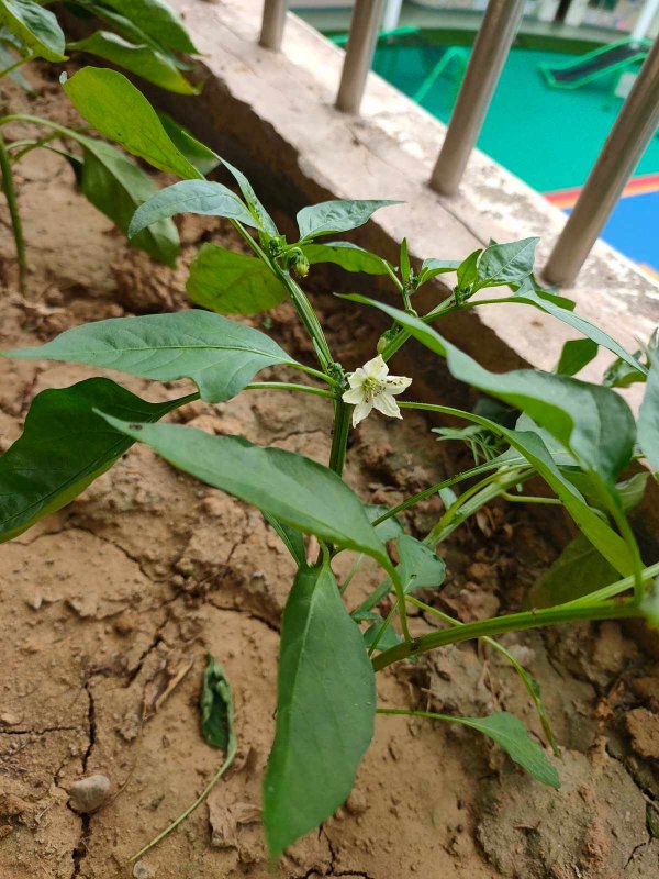 小辣椒花怎么养长的好