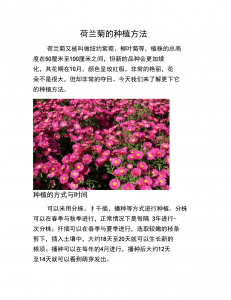荷兰菊怎么养长的好 怎样才能养好荷兰菊
种植荷兰菊的技巧