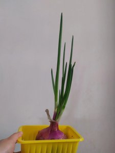 洋葱怎么养长的好 如何种植洋葱以获取最佳生长效果？