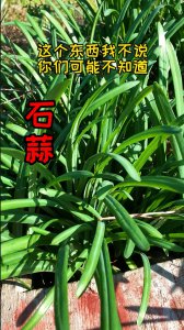 石蒜怎么养长的好 如何有效养护石蒜以促其生长