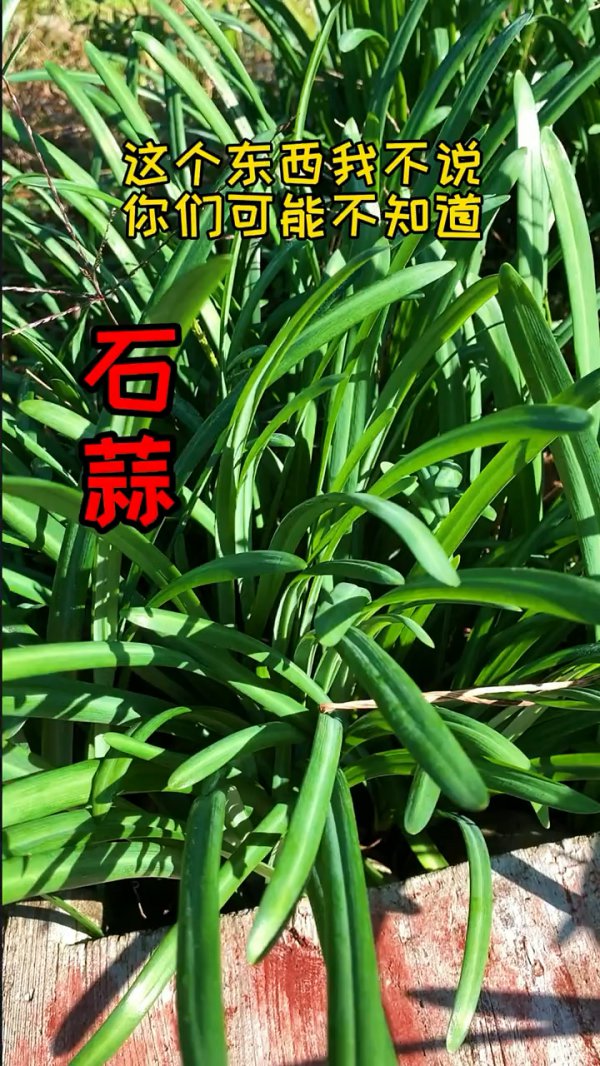石蒜怎么养长的好